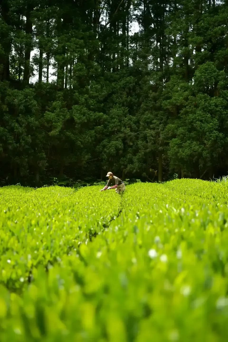 【母の日】新茶ギフト 湯呑みセット　農薬・化学肥料を使わず育てた2026年産の新茶（荒茶）詰め合わせ