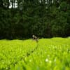 MINOgreenteaについて
