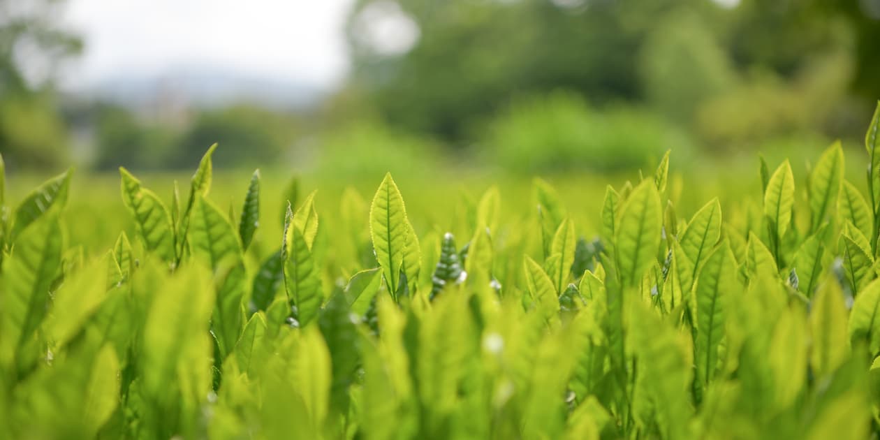 MINOgreenteaロゴ
