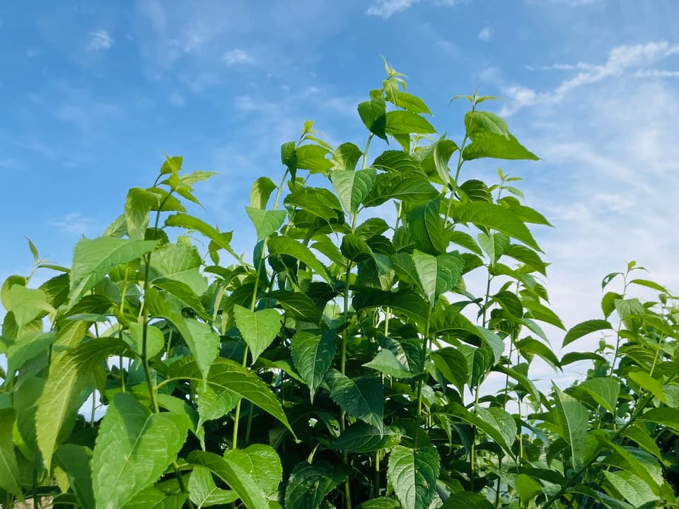 農薬・化学肥料不使用〈伊那谷・手摘み杜仲茶〉ほのかな甘みと香ばしさ・カフェイン&カロリーゼロの健康茶