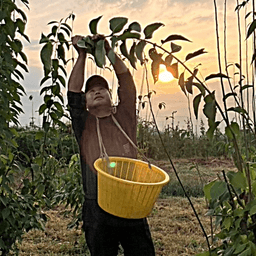 杜仲の畑も冬支度