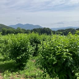 有機認証取得へ向けて