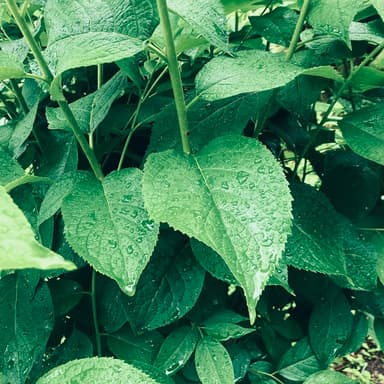 梅雨の晴れ間、杜仲の杜（もり）を歩く。
