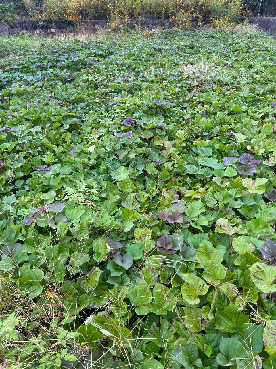 農薬・化学肥料不使用さつまいも＜蜜たっぷりMITSUいも赤・ねっとり美味しいMITSUいも白＞お得なペット用も◎