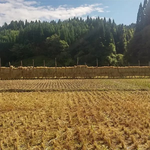 【令和8年度産】 天日干し・自然栽培「亀の尾」秋田県産