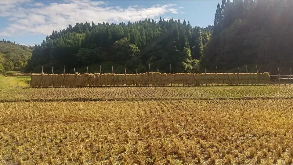 【令和8年度産】 天日干し・自然栽培「亀の尾」秋田県産