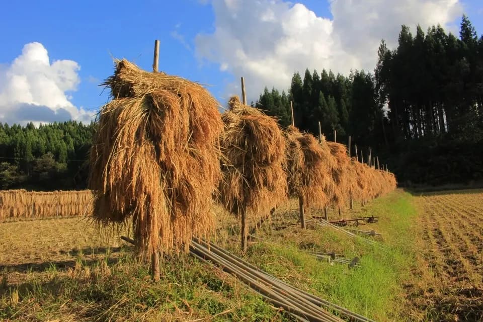 【令和8年度産】 沢の天日干し・自然栽培のお米　品種未指定　秋田県産  商品画像