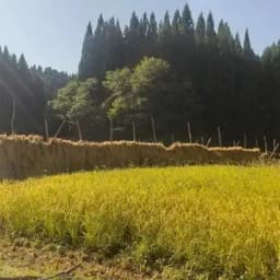 玄米10キロ