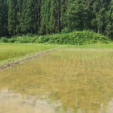 宮入農場のお米つくり③
