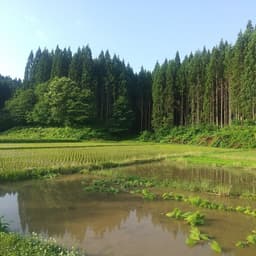 田植え