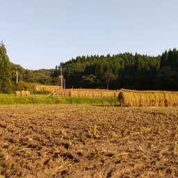 稲刈り