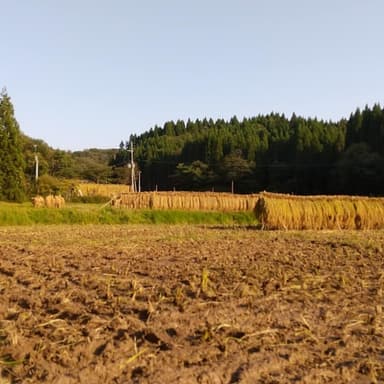 稲刈り