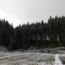 初雪