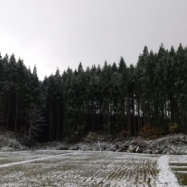 初雪