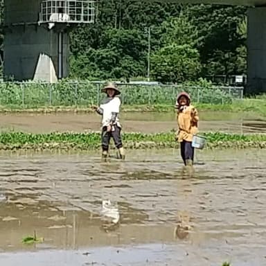 田植え