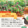 サムネイル 4