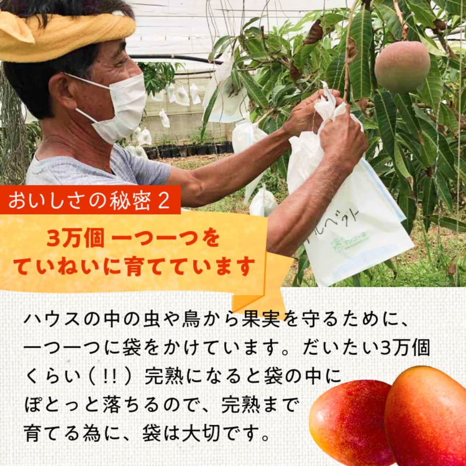 わけあり有機マンゴー