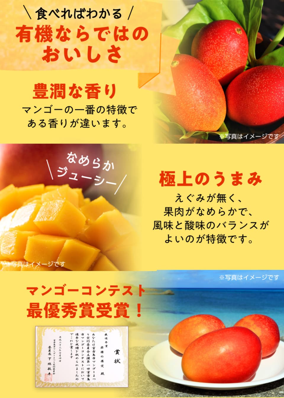 わけあり有機マンゴー