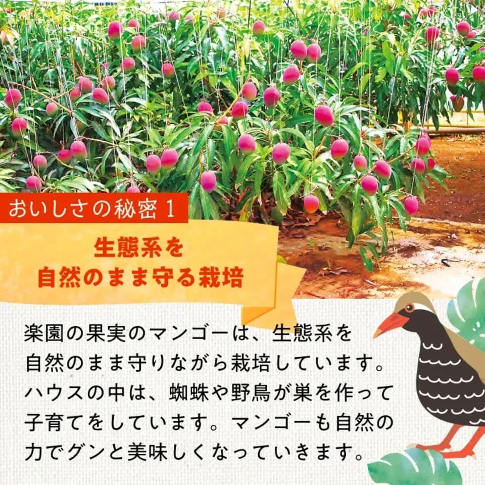 〈箔押し化粧箱〉贈り物におすすめ｜有機マンゴー