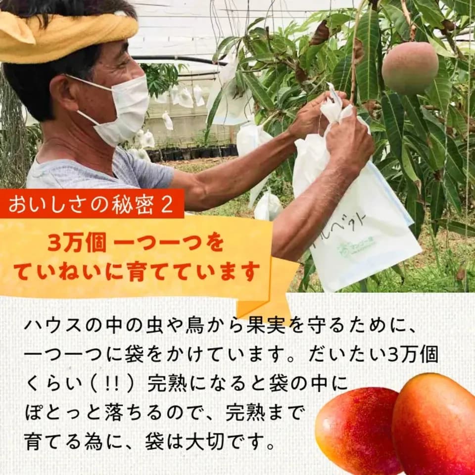 〈箔押し化粧箱〉贈り物におすすめ｜有機マンゴー