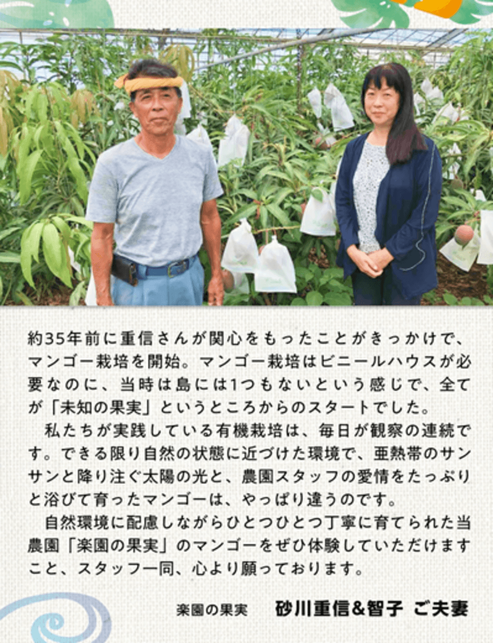 贈り物・ご自宅用におすすめ｜有機マンゴー