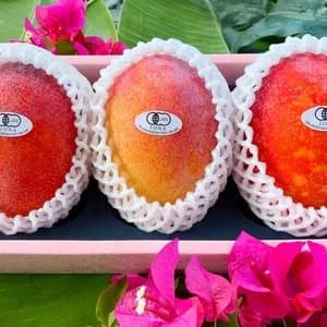 〈箔押し化粧箱〉贈り物におすすめ｜有機マンゴー