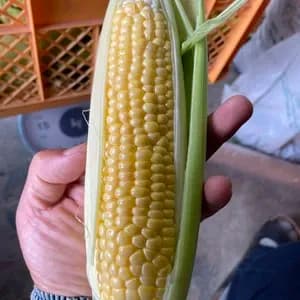 【甘さ自慢】オーガニックとうもろこしのレビュー