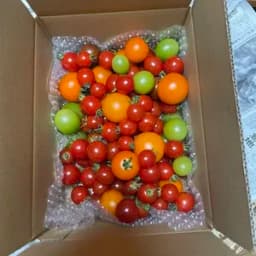 長野県産　オーガニックミニトマト　1.2kg