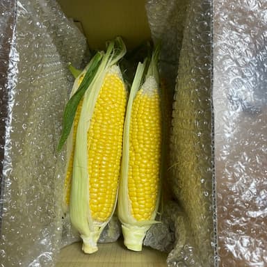 とうもろこしの収穫が始まりました！