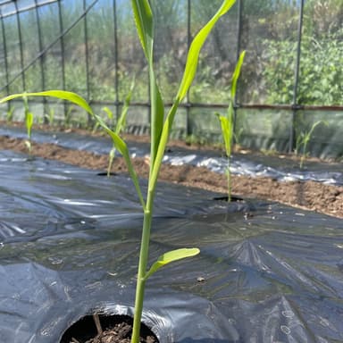 とうもろこしの植え付けやりました