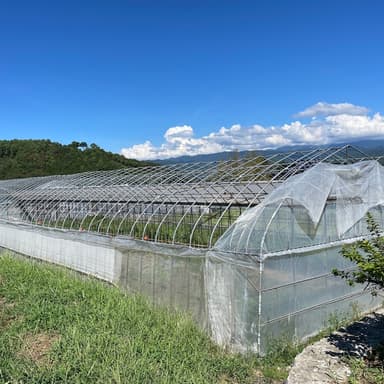 とうもろこしの栽培が始まりました！