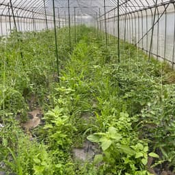 ミニトマトの畝を草マルチにしました！