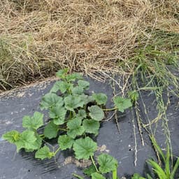 マクワウリの植え付けを行いました！