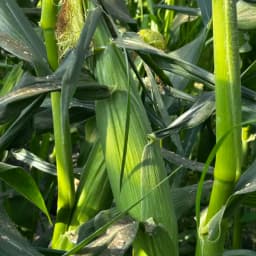 とうもろこしとトマトの様子です🌽🍅