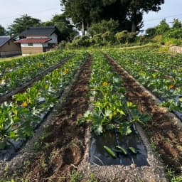 自家採取3年目🌱畑に馴染み始めたズッキーニの収穫が始まります