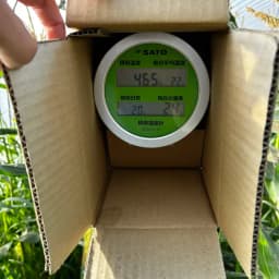 とうもろこし、いよいよ収穫間近です🌽