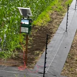 露地とうもろこし、今年から復活です🌽
