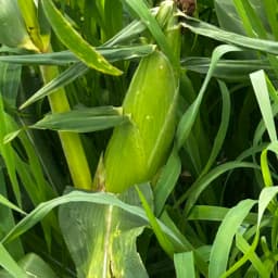 露地とうもろこし、いよいよ収穫です🌽