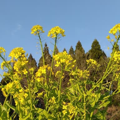 菜の花