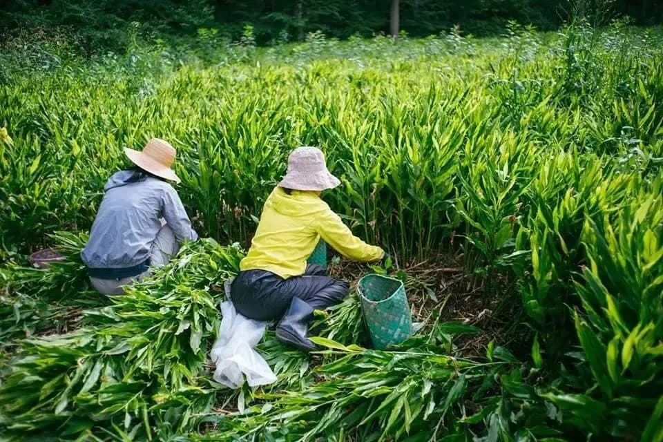 【期間限定】鮮やかな紅の色味と香り！＜本谷秋みょうが＞阿智村園原産【自然栽培】【送料0円〜】