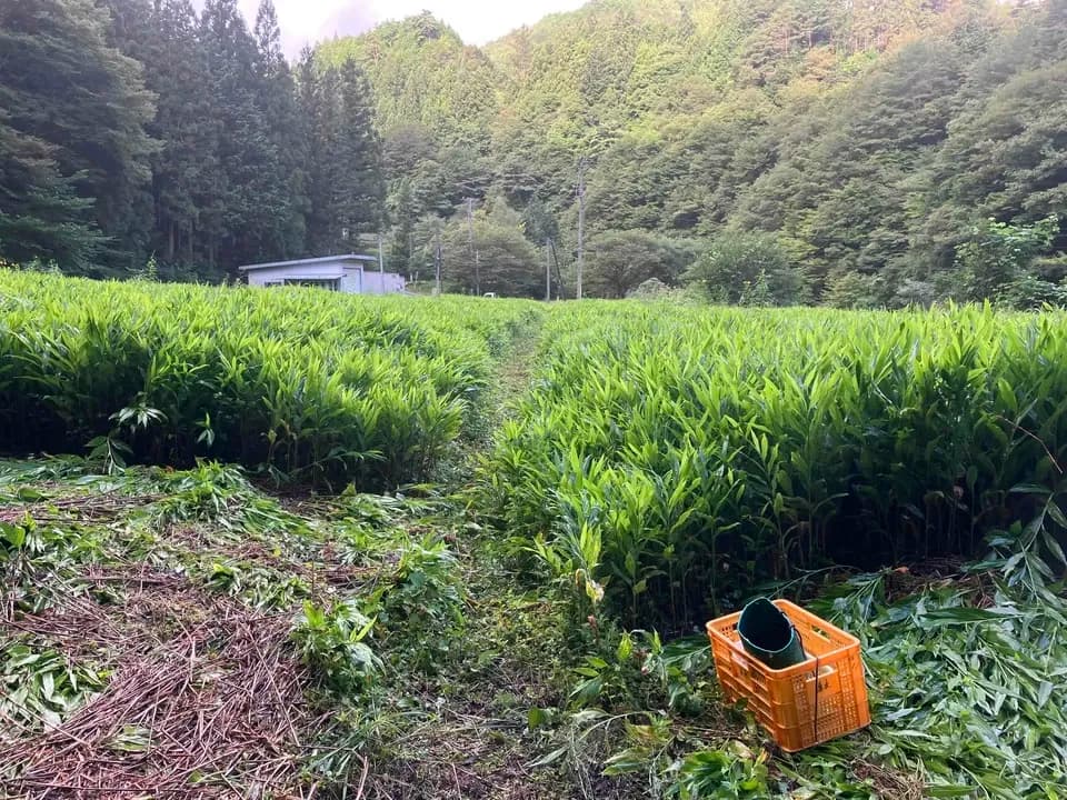 【期間限定】鮮やかな紅の色味と香り！＜本谷秋みょうが＞阿智村園原産【自然栽培】【送料0円〜】