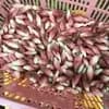サムネイル 2