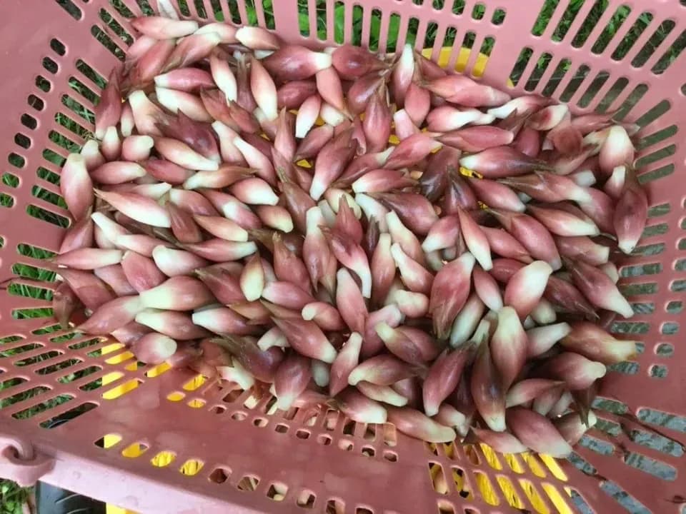 【期間限定】鮮やかな紅の色味と香り！＜本谷秋みょうが＞阿智村園原産【自然栽培】【送料0円〜】