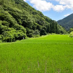 【お米の成長日記】台風と暑さに負けず順調です＾＾