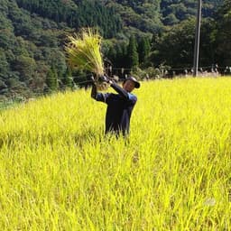 棚田米の新米が販売開始になりました＾＾
