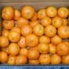 SMLサイズ混合 5kg（箱重量込み）