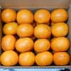 1.2kg:温州