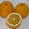 3.5kg（箱重量込み）