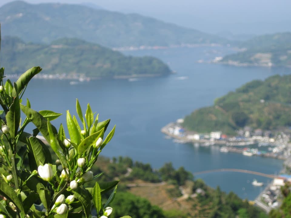 極早生みかん 自然栽培（農薬不使用・化学肥料不使用・除草剤不使用）