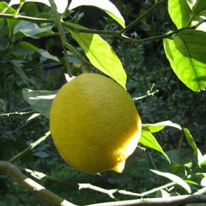 レモン　自然栽培（農薬不使用・化学肥料不使用・除草剤不使用）の口コミ・レビュー(とらさん)